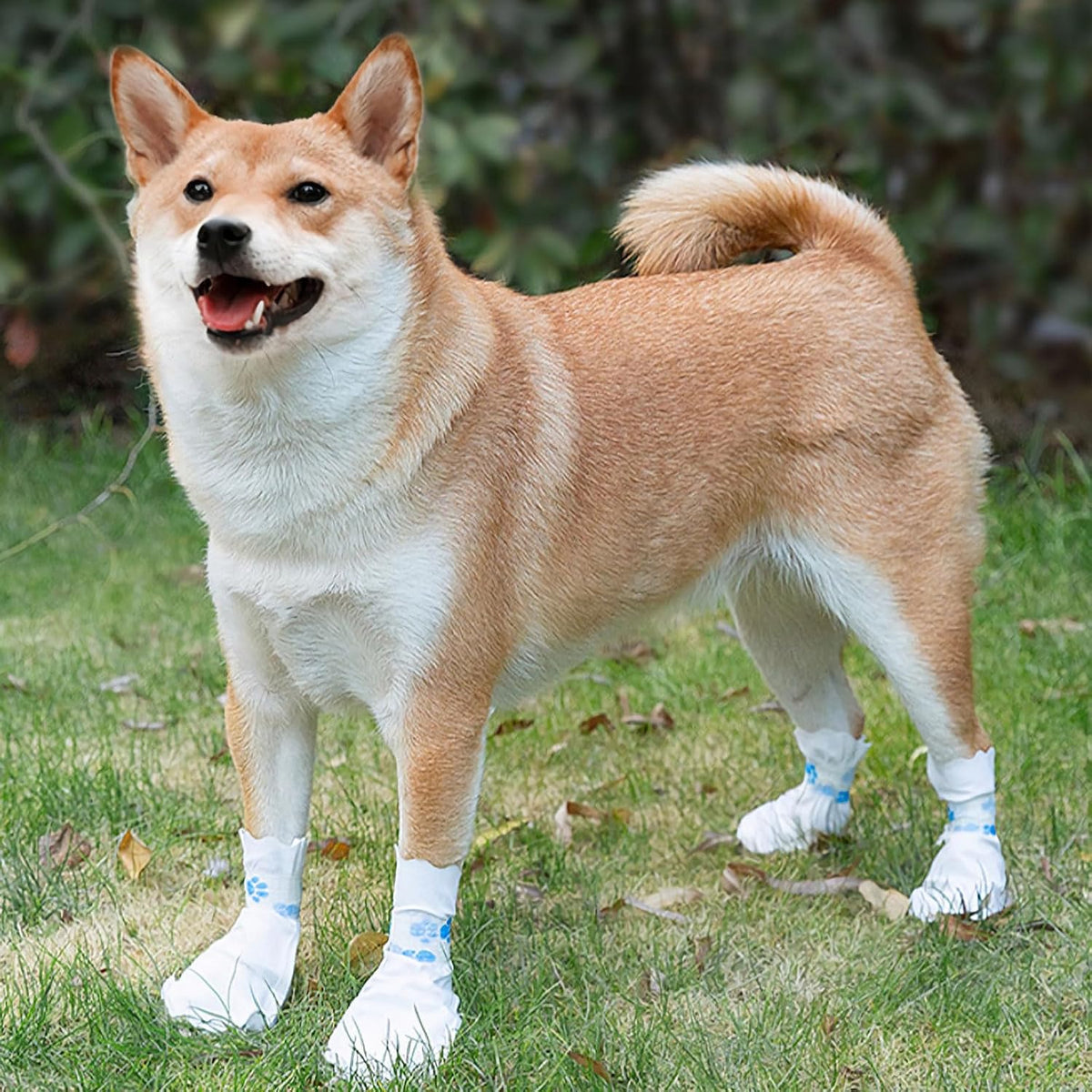 Disposable Dog Boots, 40 Pack (Size M)