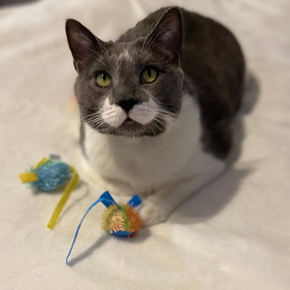Stringy Mice & Balls - Catnip Cat Toys, Interactive, Colorful Plush Toys, Fun for Cats and Kittens to Bat and Chase, Boredom Buster - 2 Mice, 2 Balls