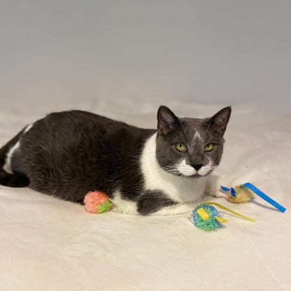 Stringy Mice & Balls - Catnip Cat Toys, Interactive, Colorful Plush Toys, Fun for Cats and Kittens to Bat and Chase, Boredom Buster - 2 Mice, 2 Balls