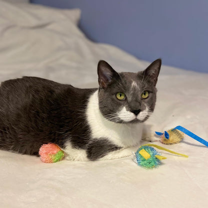 Stringy Mice & Balls - Catnip Cat Toys, Interactive, Colorful Plush Toys, Fun for Cats and Kittens to Bat and Chase, Boredom Buster - 2 Mice, 2 Balls