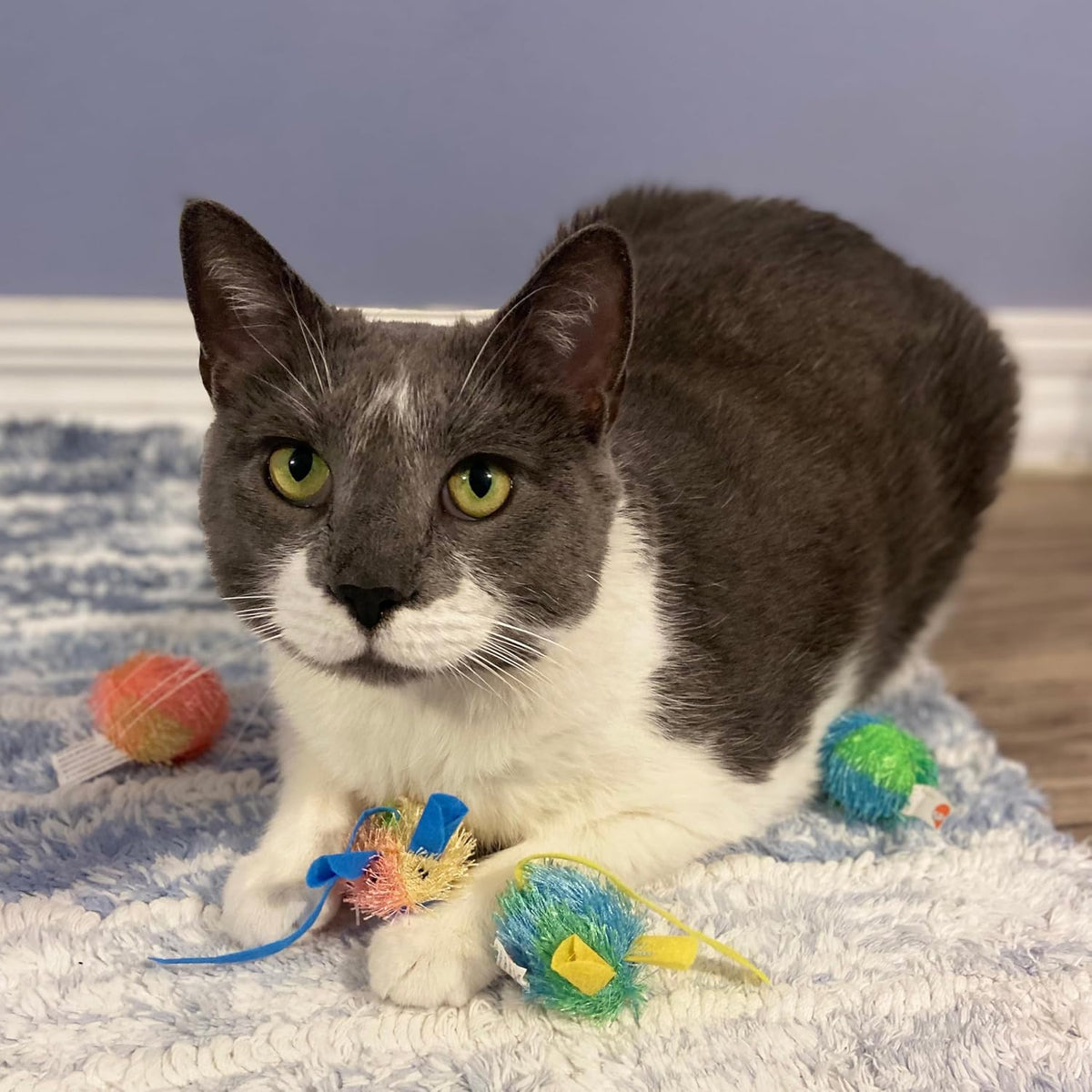 Stringy Mice & Balls - Catnip Cat Toys, Interactive, Colorful Plush Toys, Fun for Cats and Kittens to Bat and Chase, Boredom Buster - 2 Mice, 2 Balls