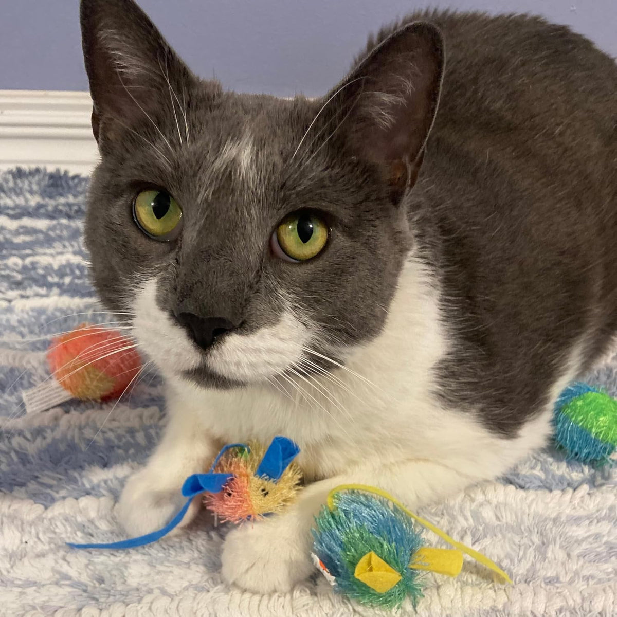 Stringy Mice & Balls - Catnip Cat Toys, Interactive, Colorful Plush Toys, Fun for Cats and Kittens to Bat and Chase, Boredom Buster - 2 Mice, 2 Balls